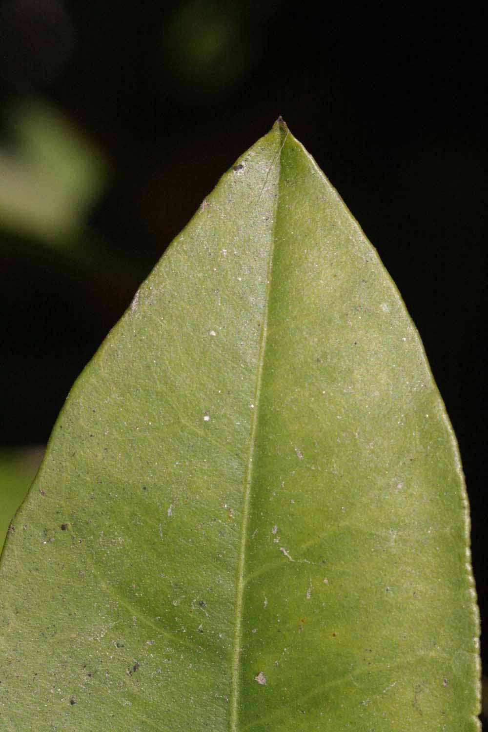              Margin (Riverside, CA)       